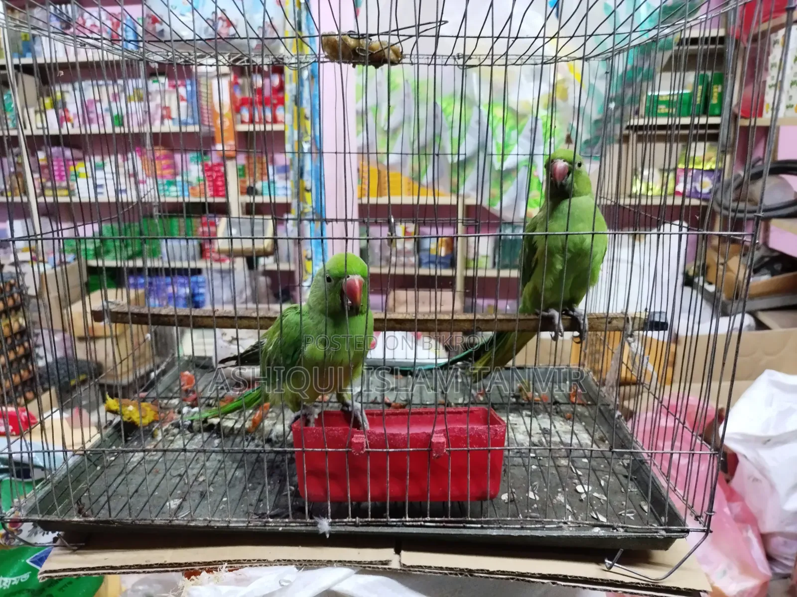 টিয়া পাখি