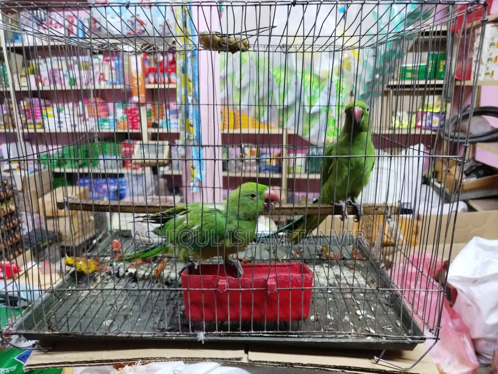টিয়া পাখি