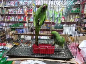 টিয়া পাখি