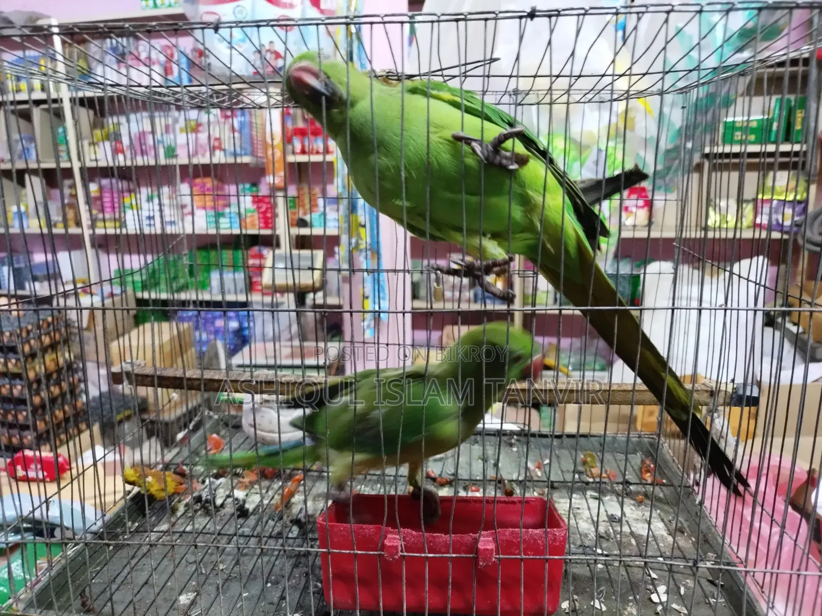 টিয়া পাখি