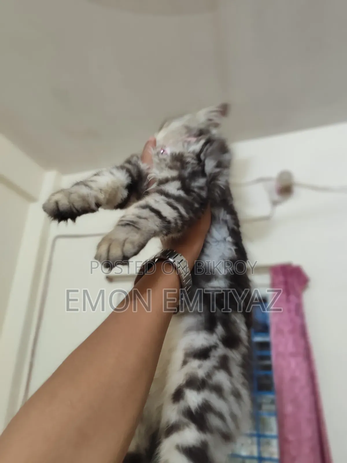 1+ year Male Purebred Persian