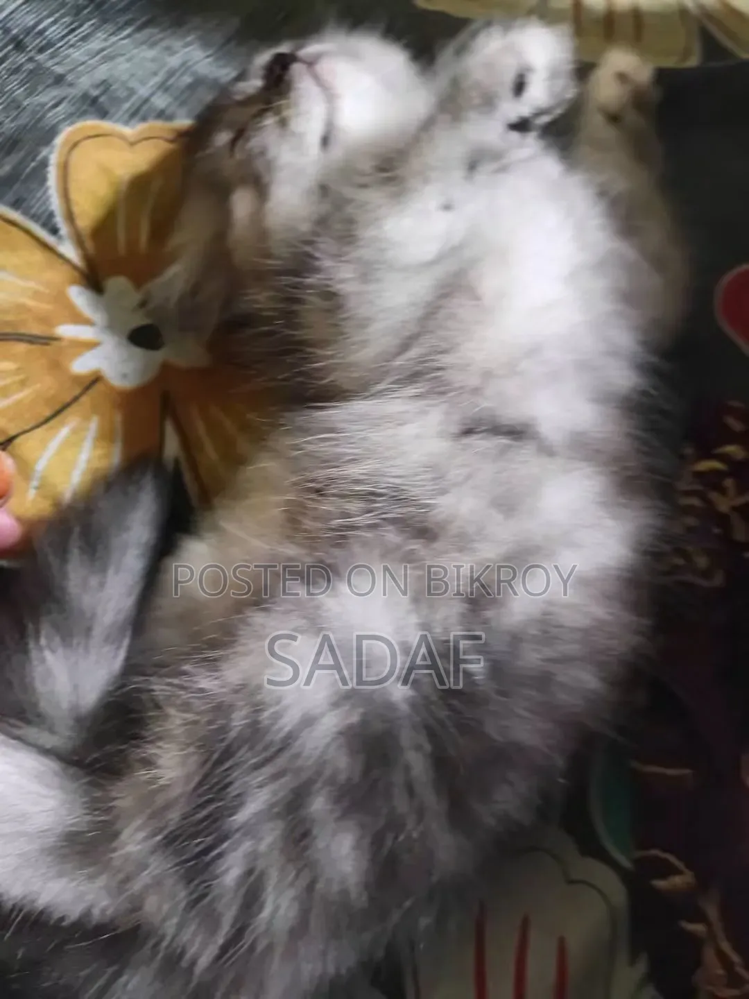1-3 months Female Purebred Persian