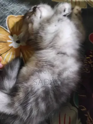1-3 months Female Purebred Persian