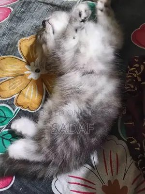 1-3 months Female Purebred Persian