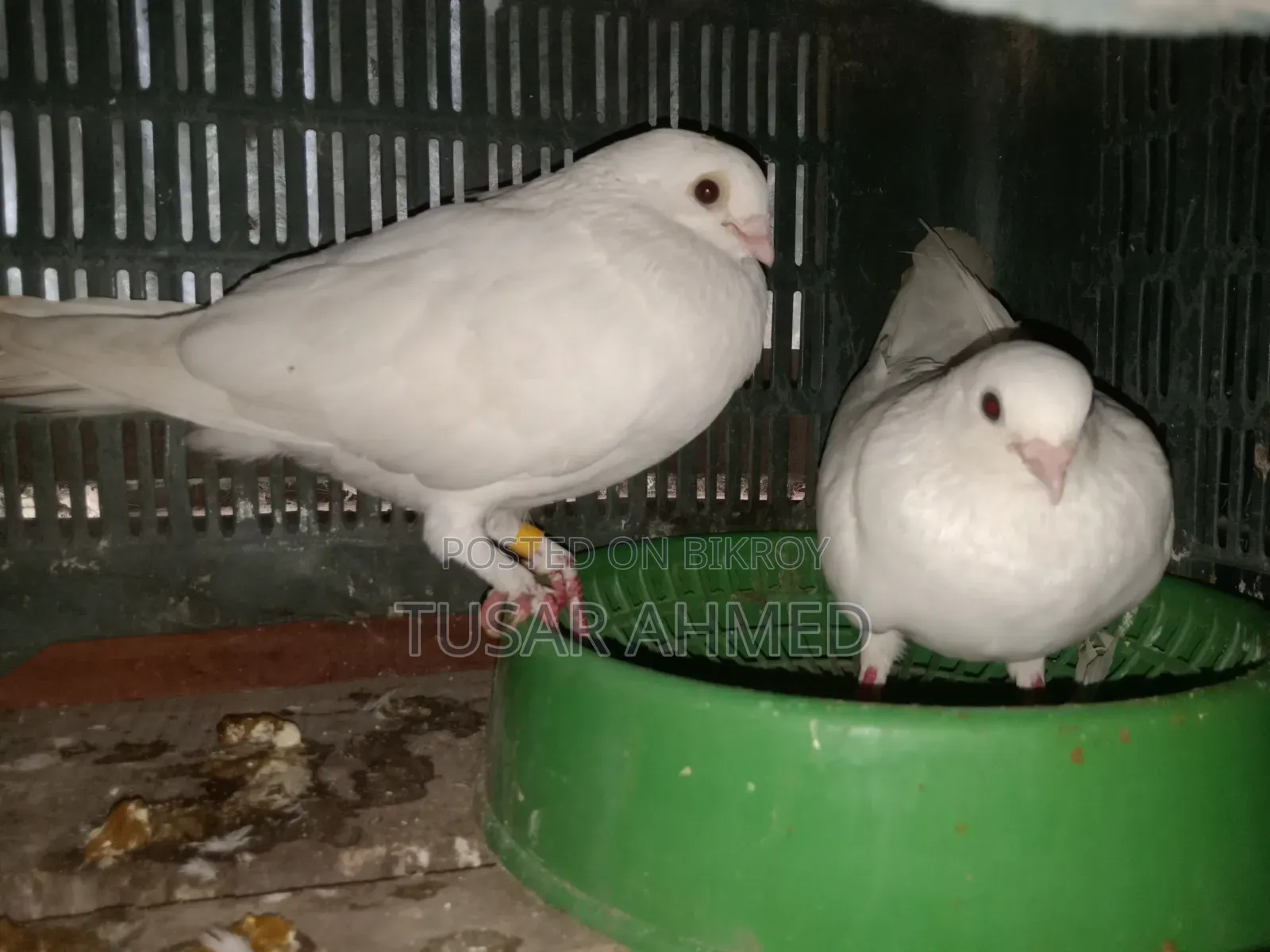 Kakji Breeding Pair
