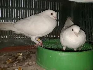 কাকজি রানিং পেয়ার