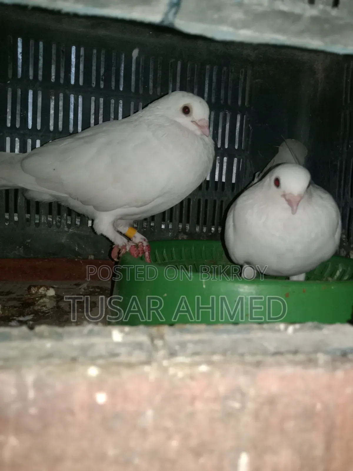 Kakji Breeding Pair