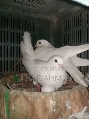 Kakji Breeding Pair