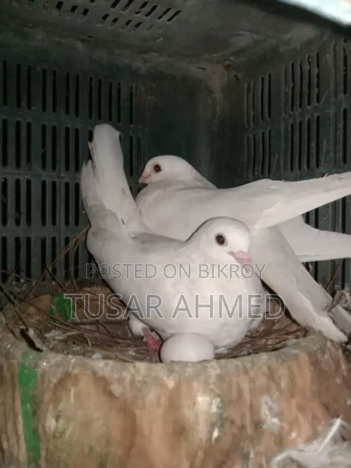 Kakji Breeding Pair