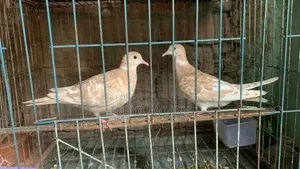 স্পেনজাল ঘুঘু