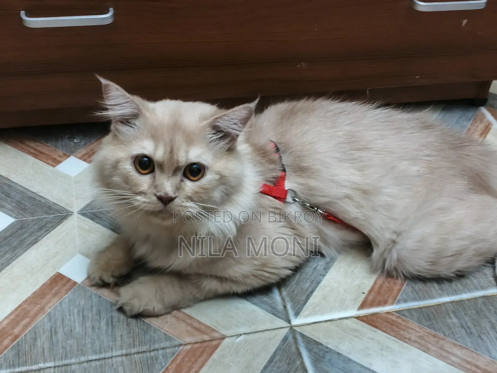 1+ year Male Purebred Persian
