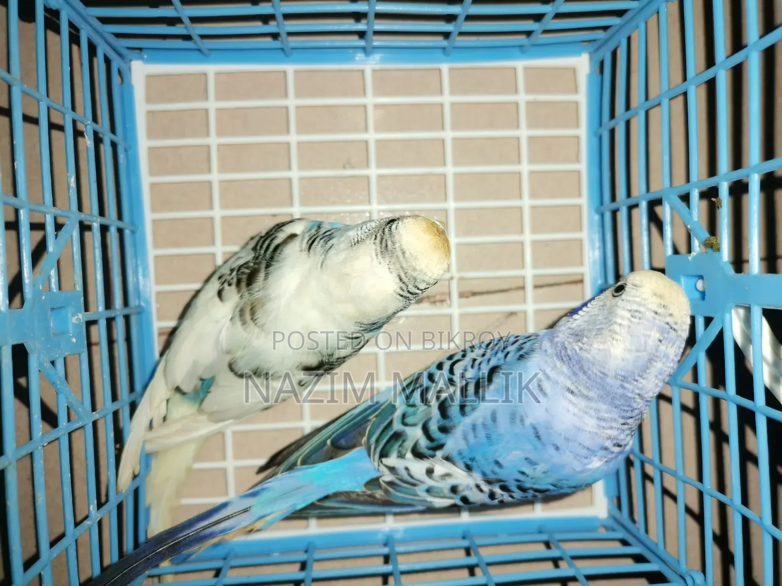 বাজিগর পাখি
