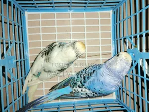 Budgerigar bird
