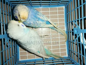 বাজিগর পাখি