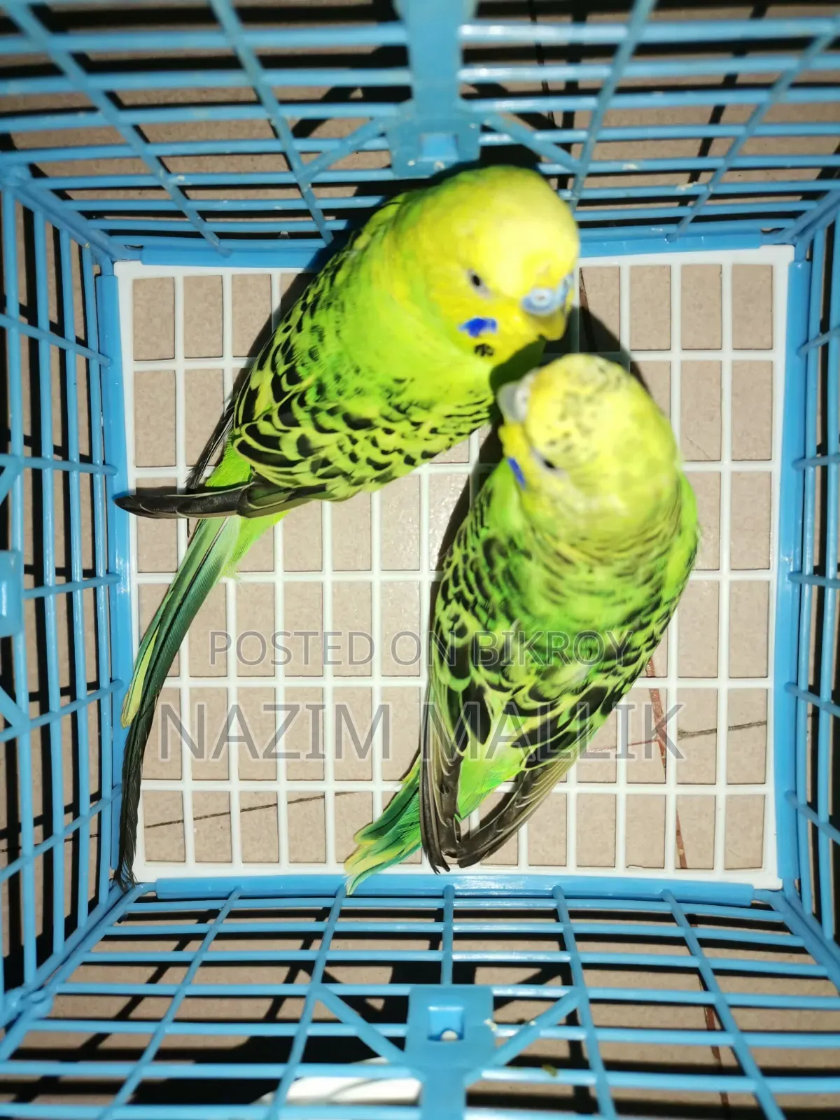 বাজিগর পাখি