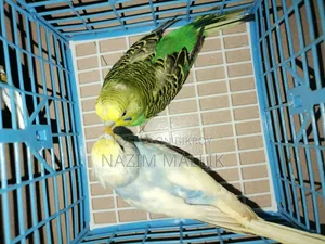 বাজিগর পাখি