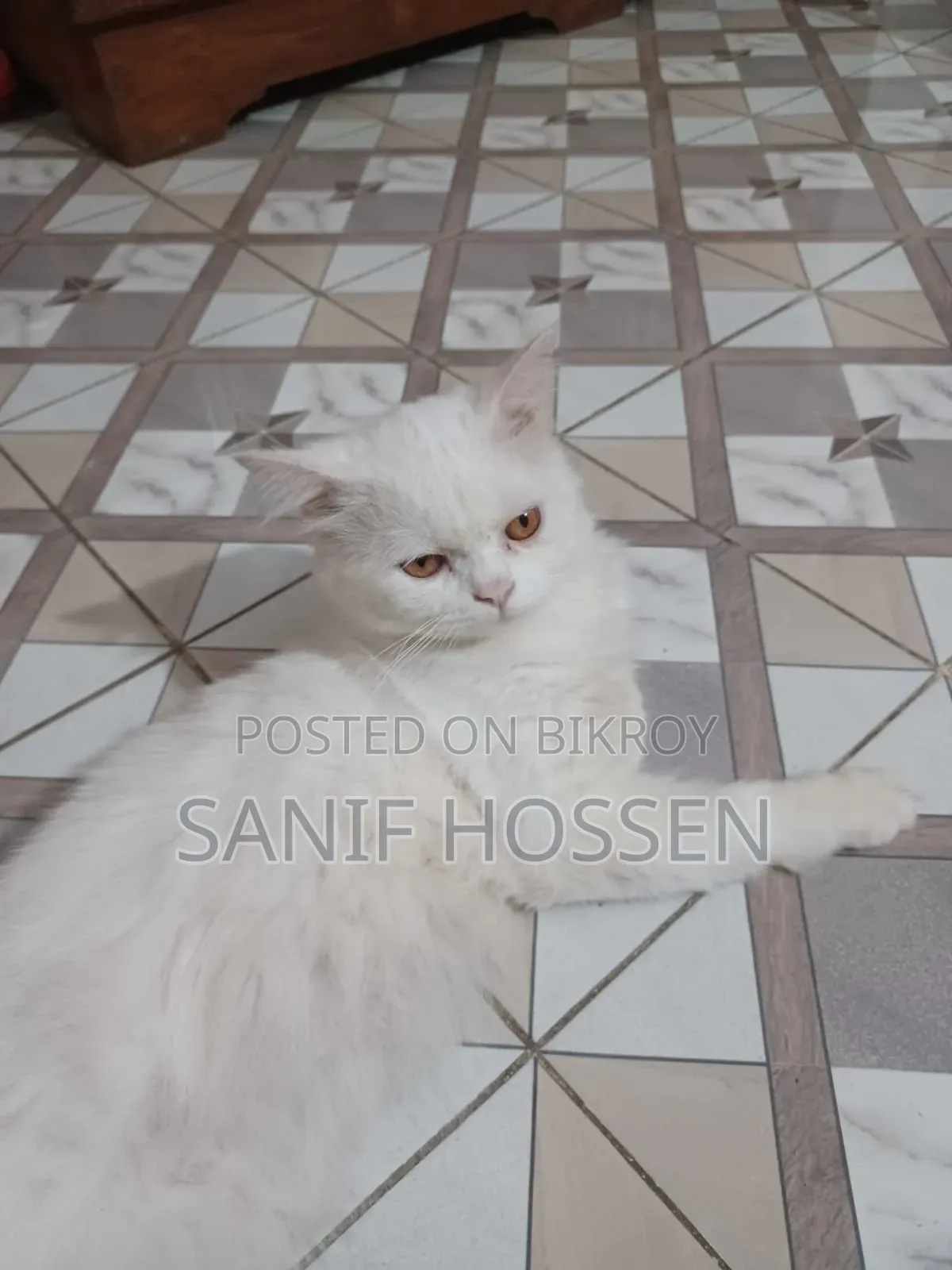6-12 months Male Purebred Persian