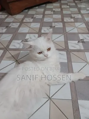 6-12 months Male Purebred Persian