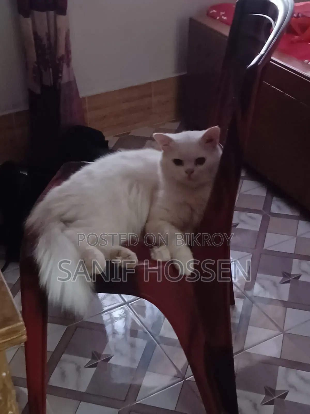 6-12 months Male Purebred Persian