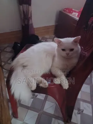 6-12 months Male Purebred Persian