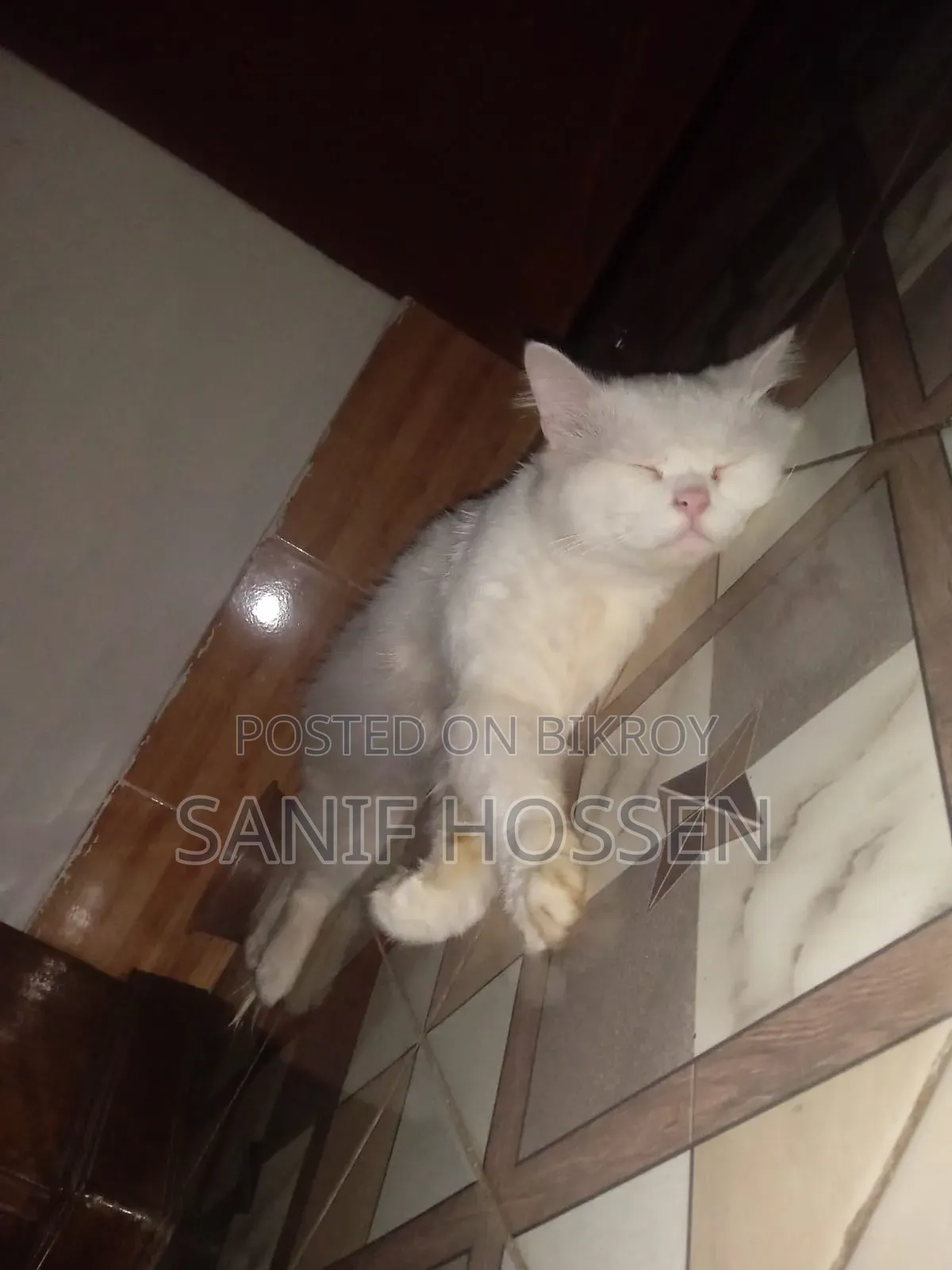 6-12 months Male Purebred Persian