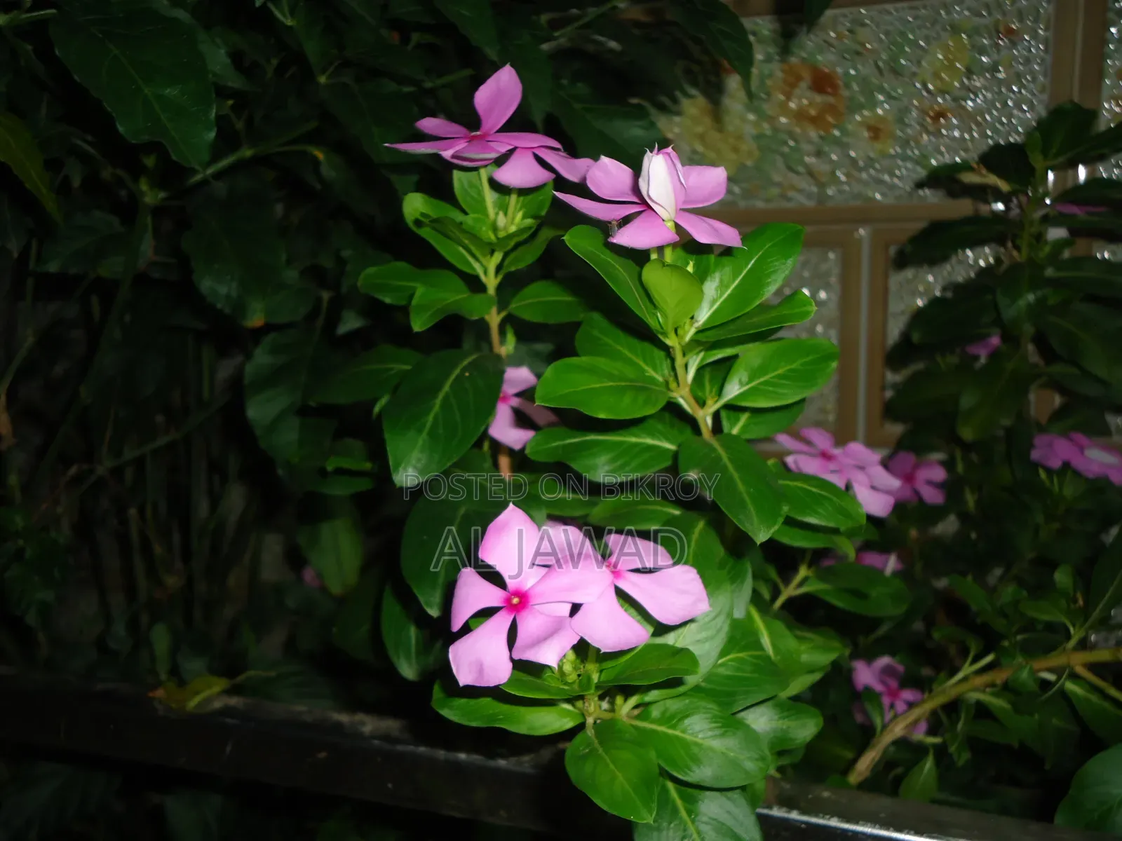 সনি ডিএসসি-ডাব্লু ৬১০ (ডিজিক্যাম)