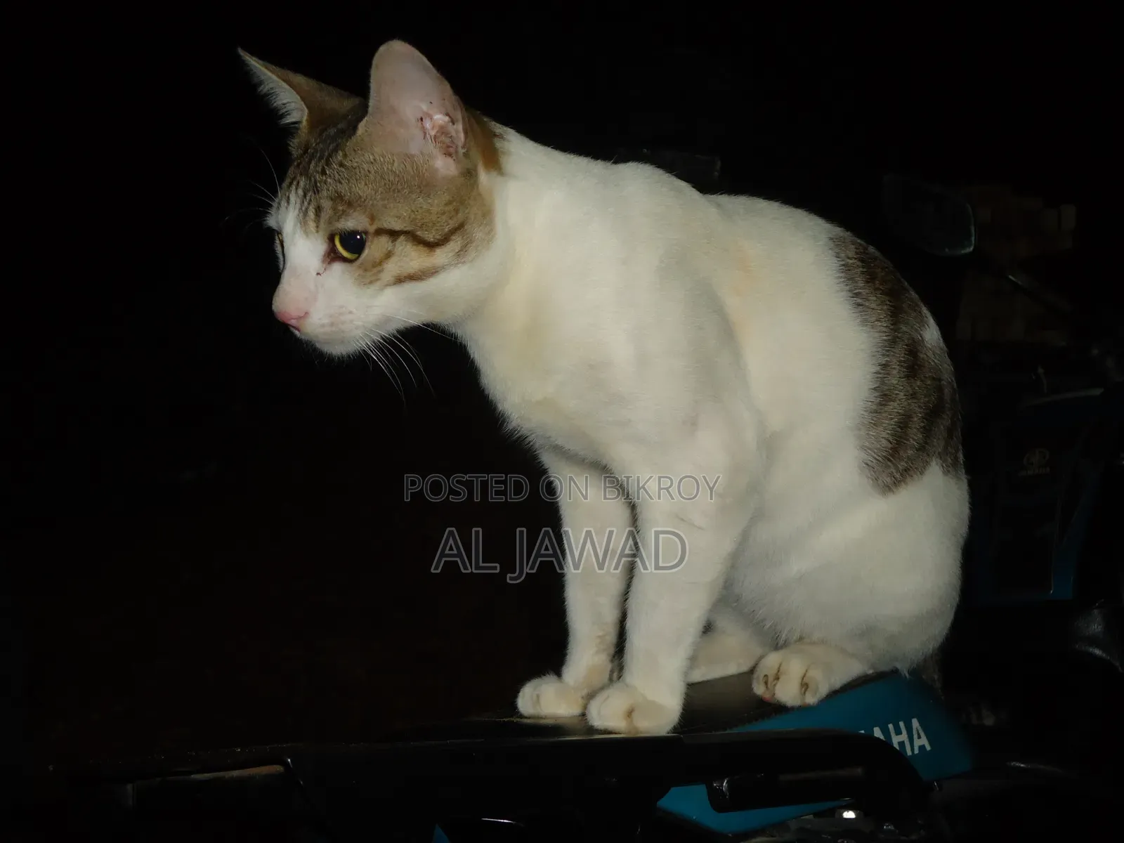 সনি ডিএসসি-ডাব্লু ৬১০ (ডিজিক্যাম)