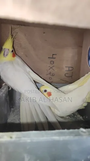 রানিং কোকাটেল