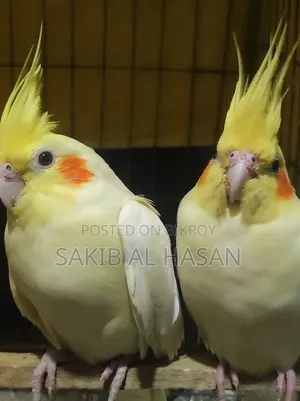 রানিং কোকাটেল