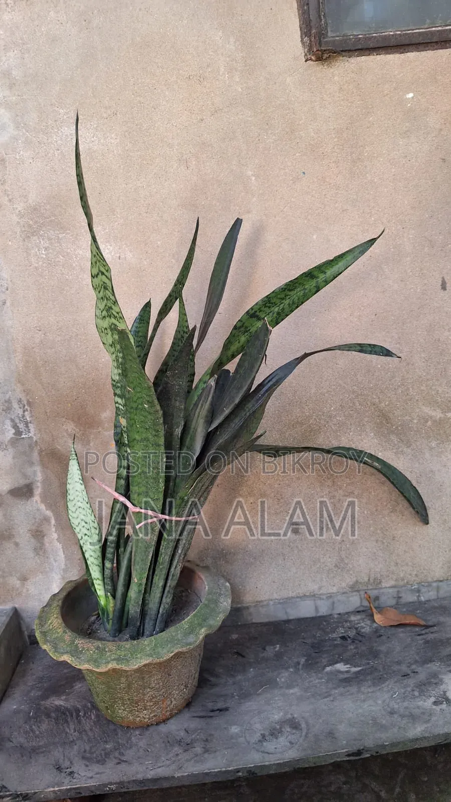 Snake Plant