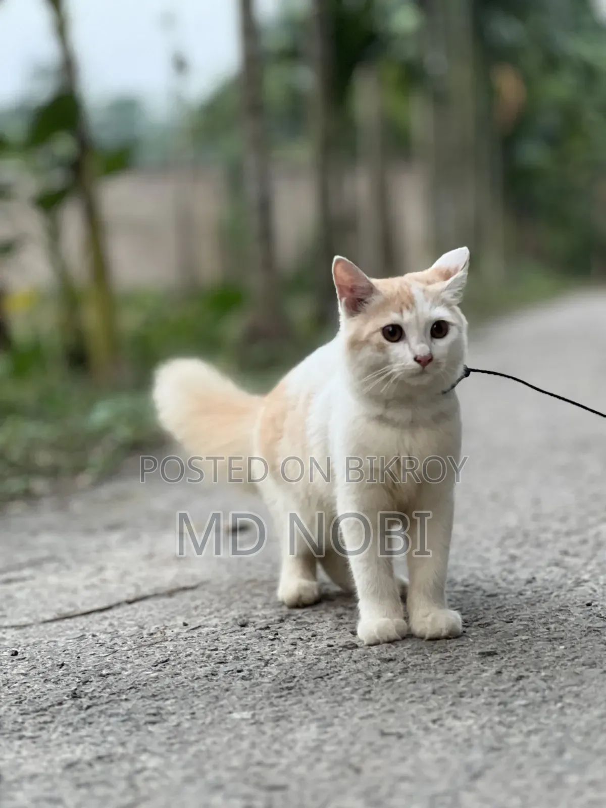 3-6 Months Male Purebred Persian Cat