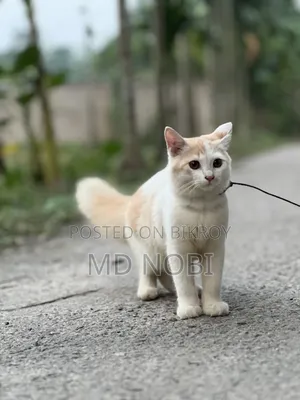 3-6 Months Male Purebred Persian Cat