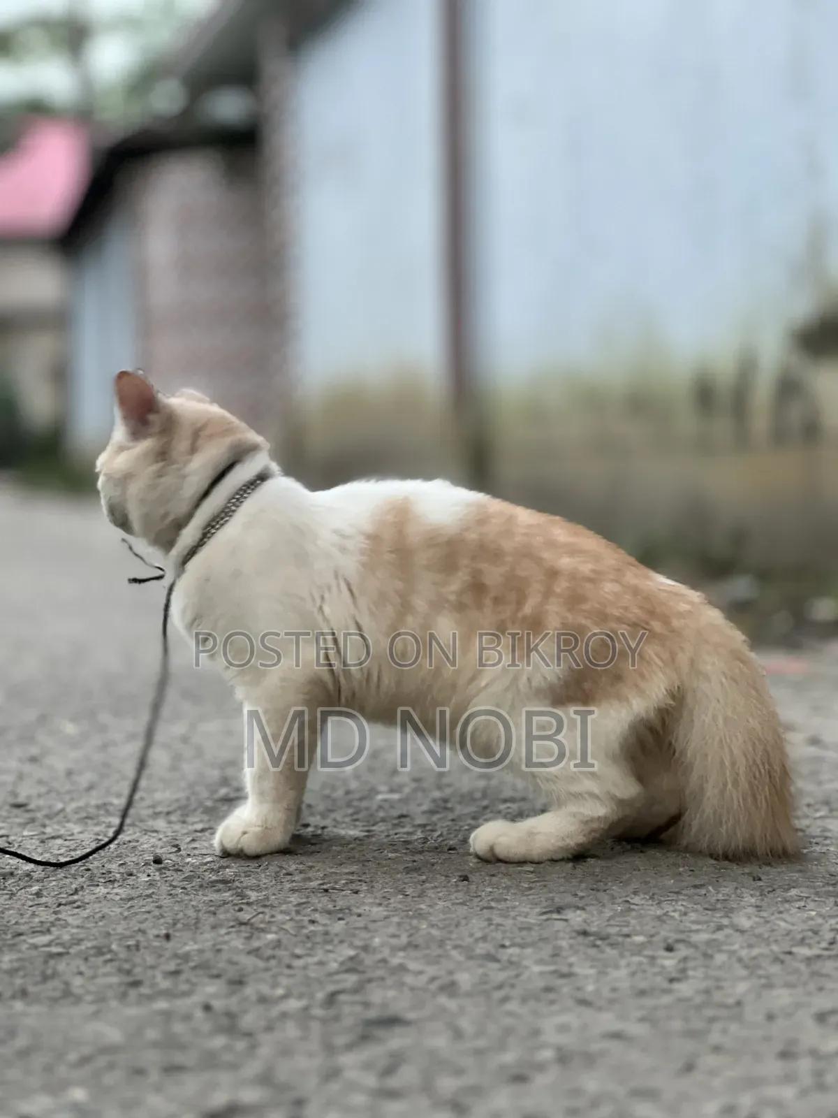 3-6 Months Male Purebred Persian Cat