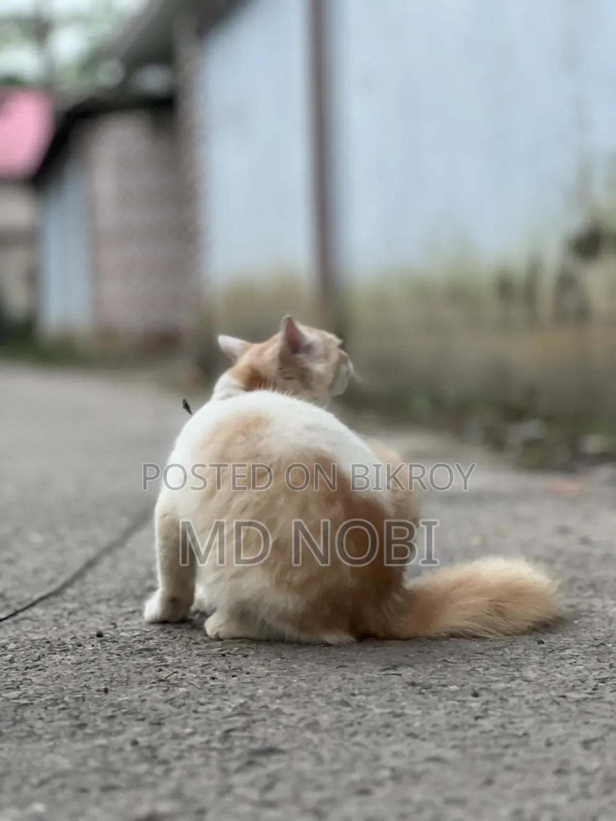 3-6 Months Male Purebred Persian Cat