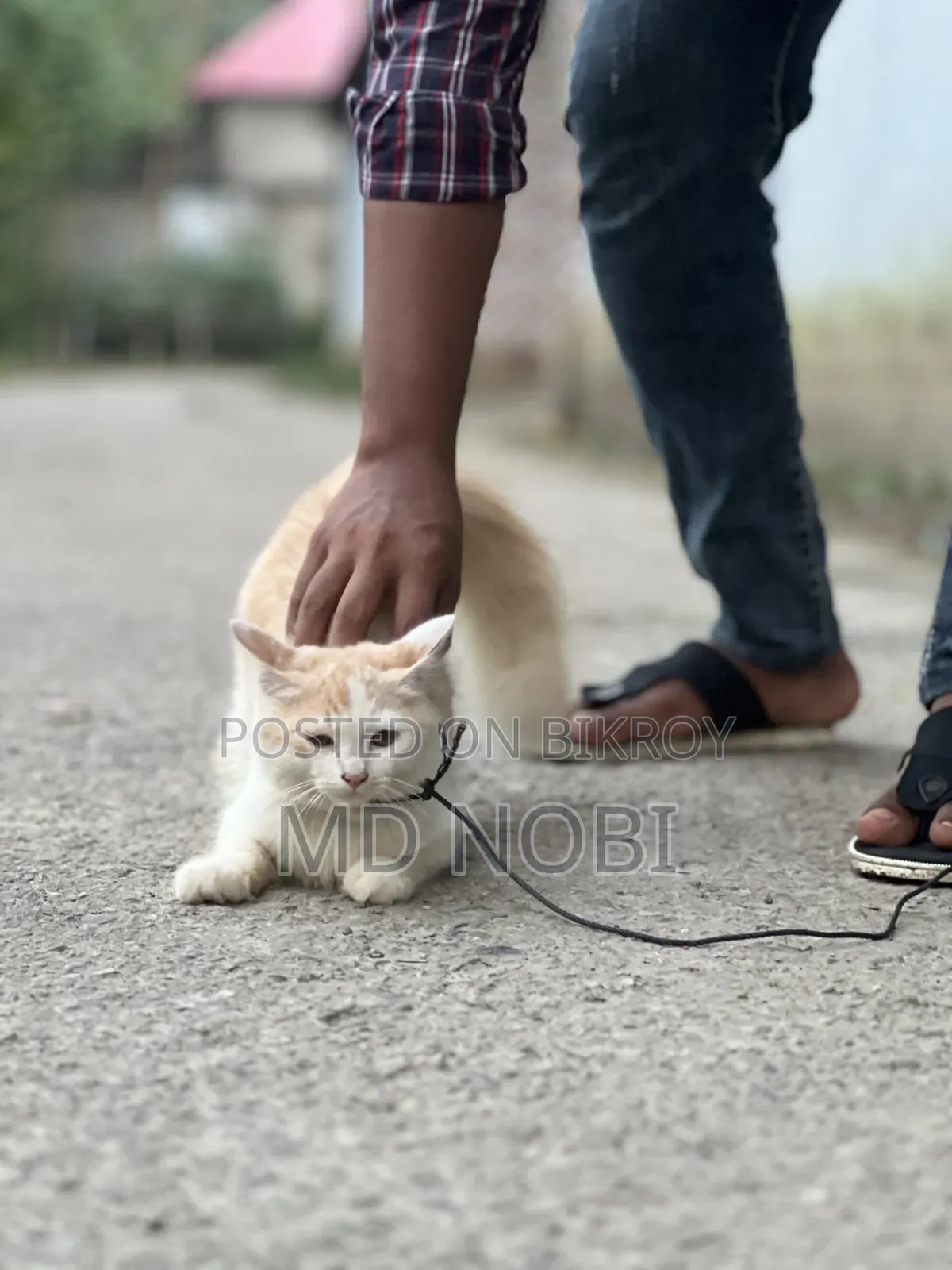 3-6 Months Male Purebred Persian Cat