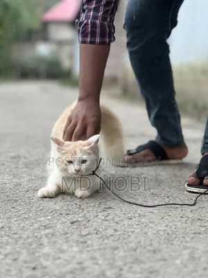 3-6 Months Male Purebred Persian Cat