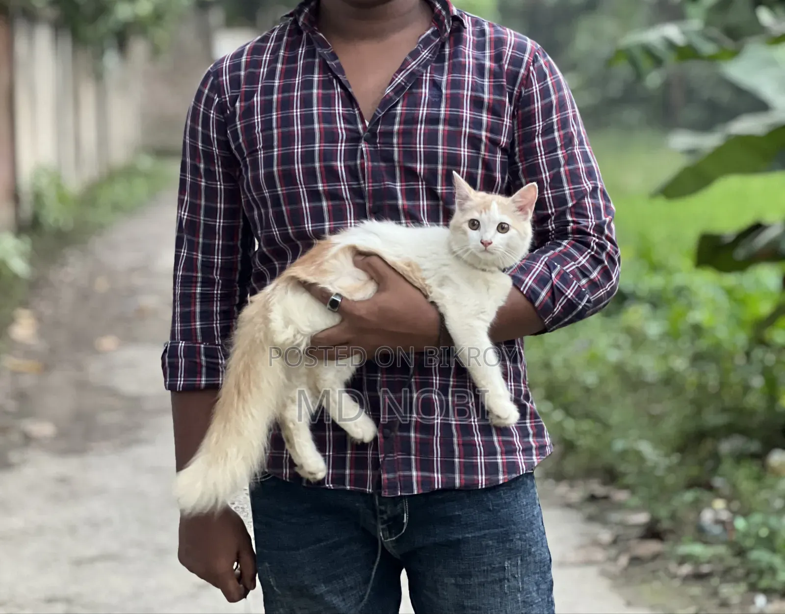 3-6 Months Male Purebred Persian Cat