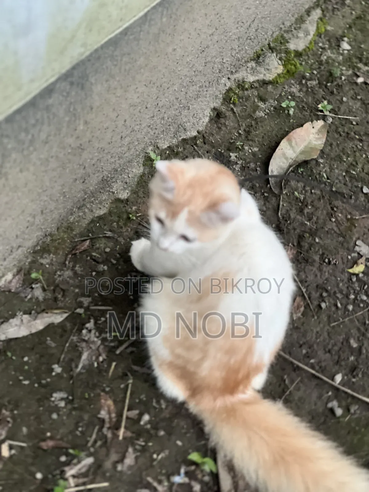 3-6 Months Male Purebred Persian Cat