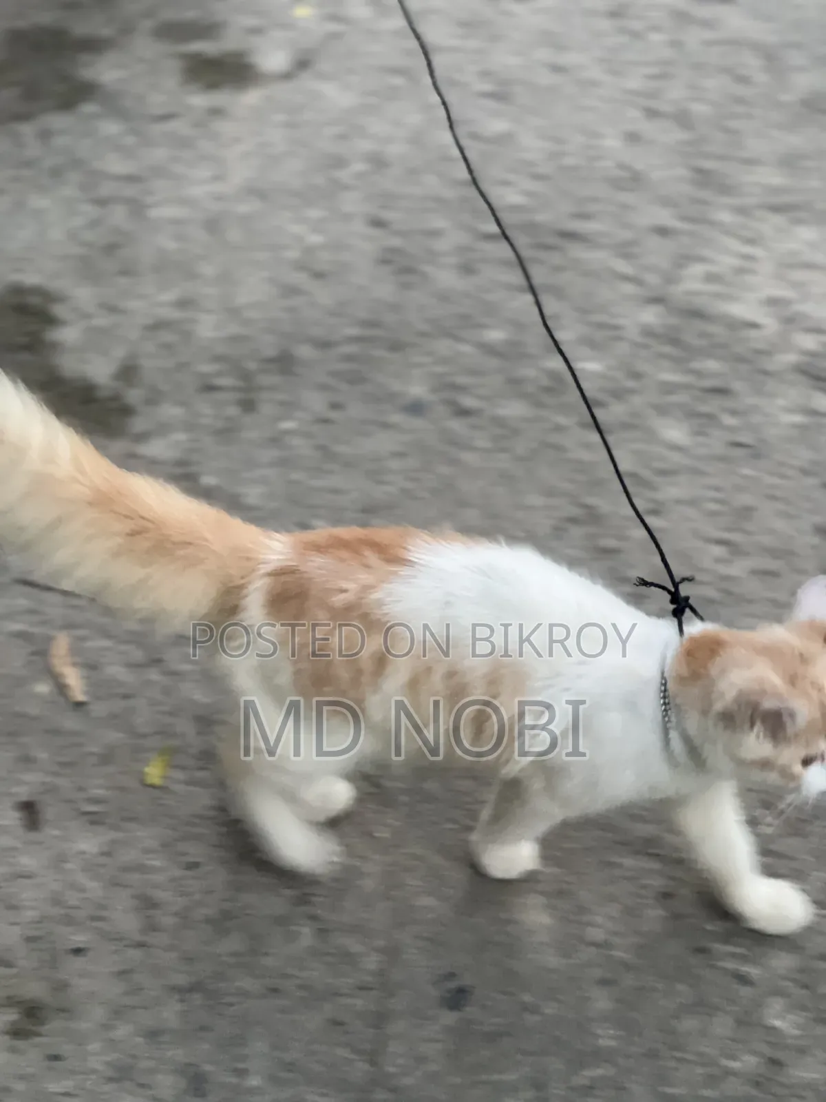 3-6 Months Male Purebred Persian Cat
