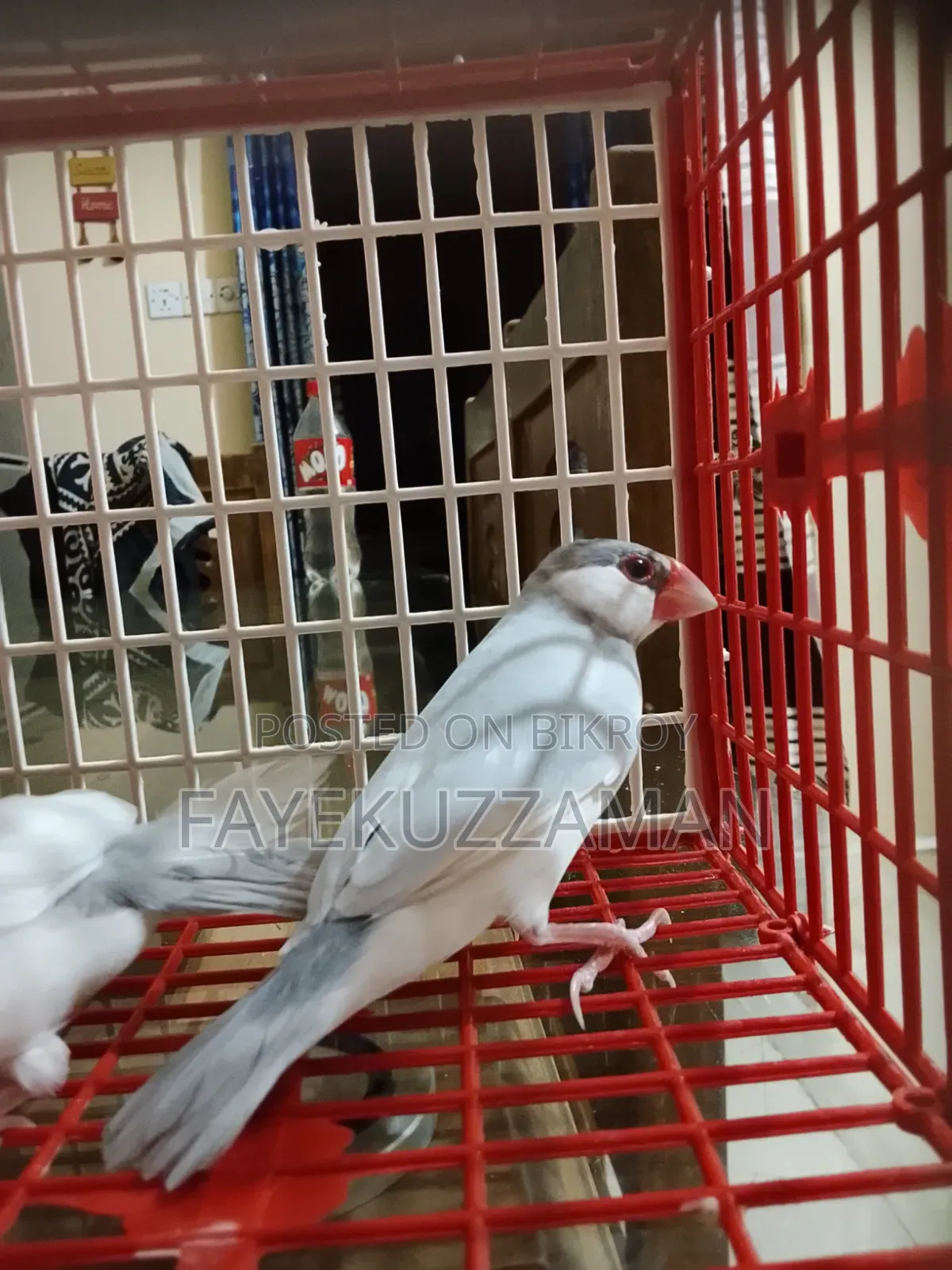 Two Pairs of Java Finches for Sale