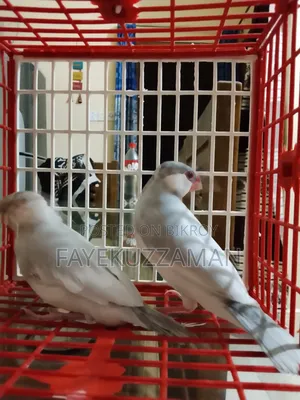 Two Pairs of Java Finches for Sale