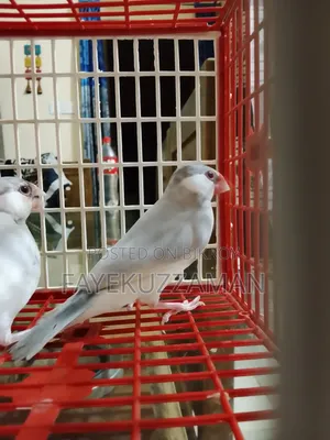Two Pairs of Java Finches for Sale