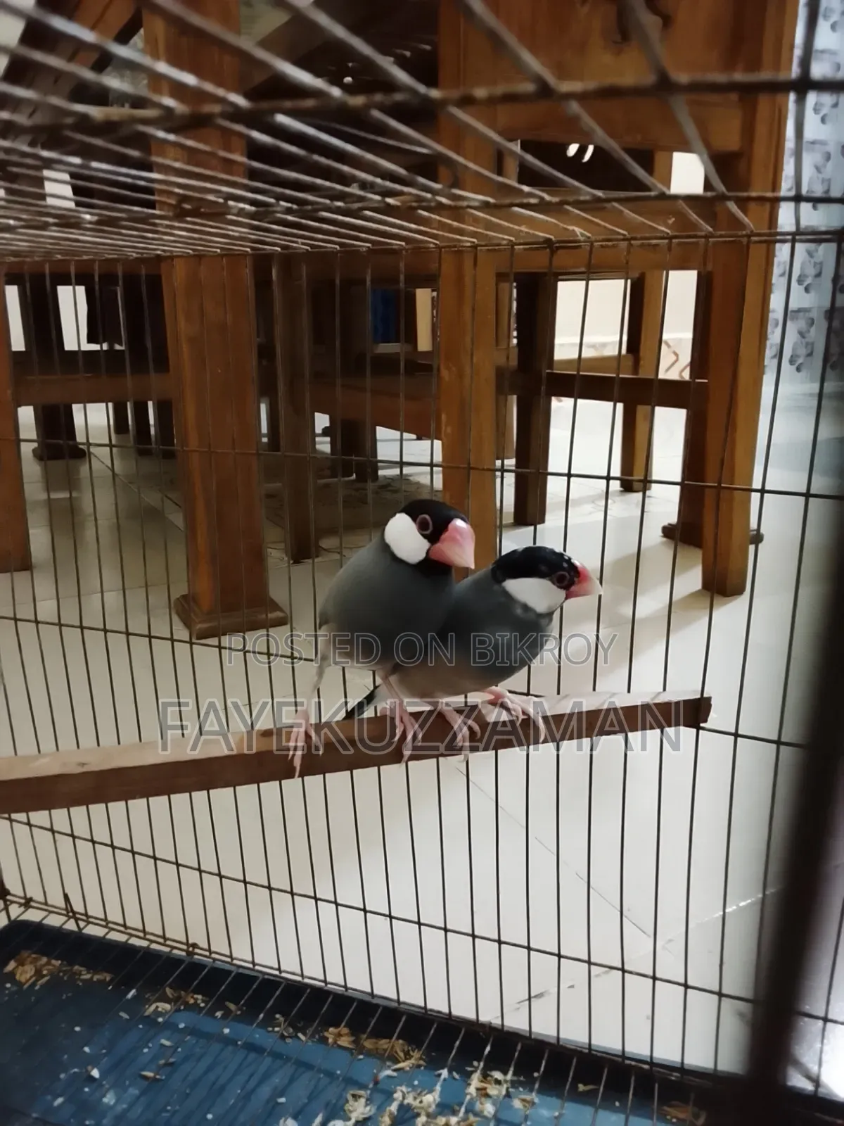 Two Pairs of Java Finches for Sale