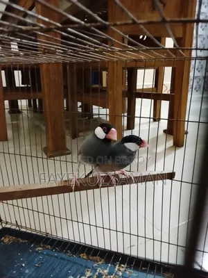 Two Pairs of Java Finches for Sale