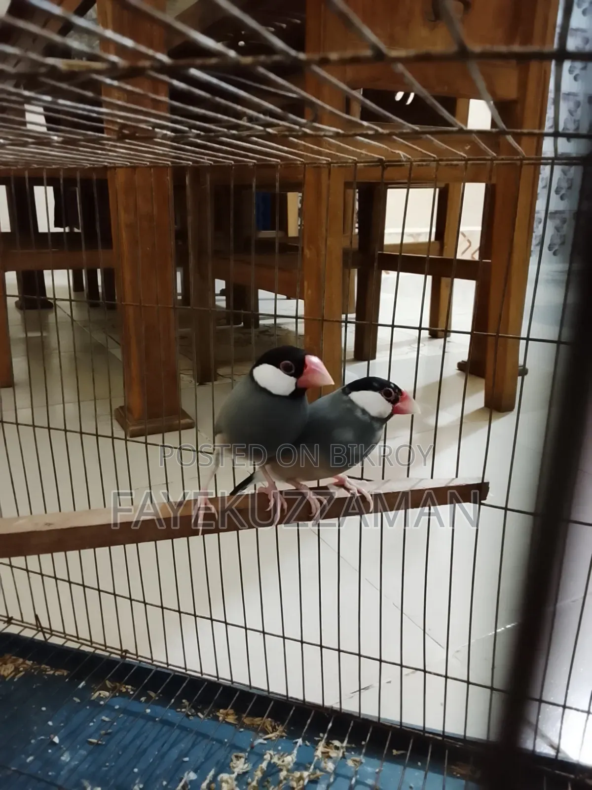 Two Pairs of Java Finches for Sale