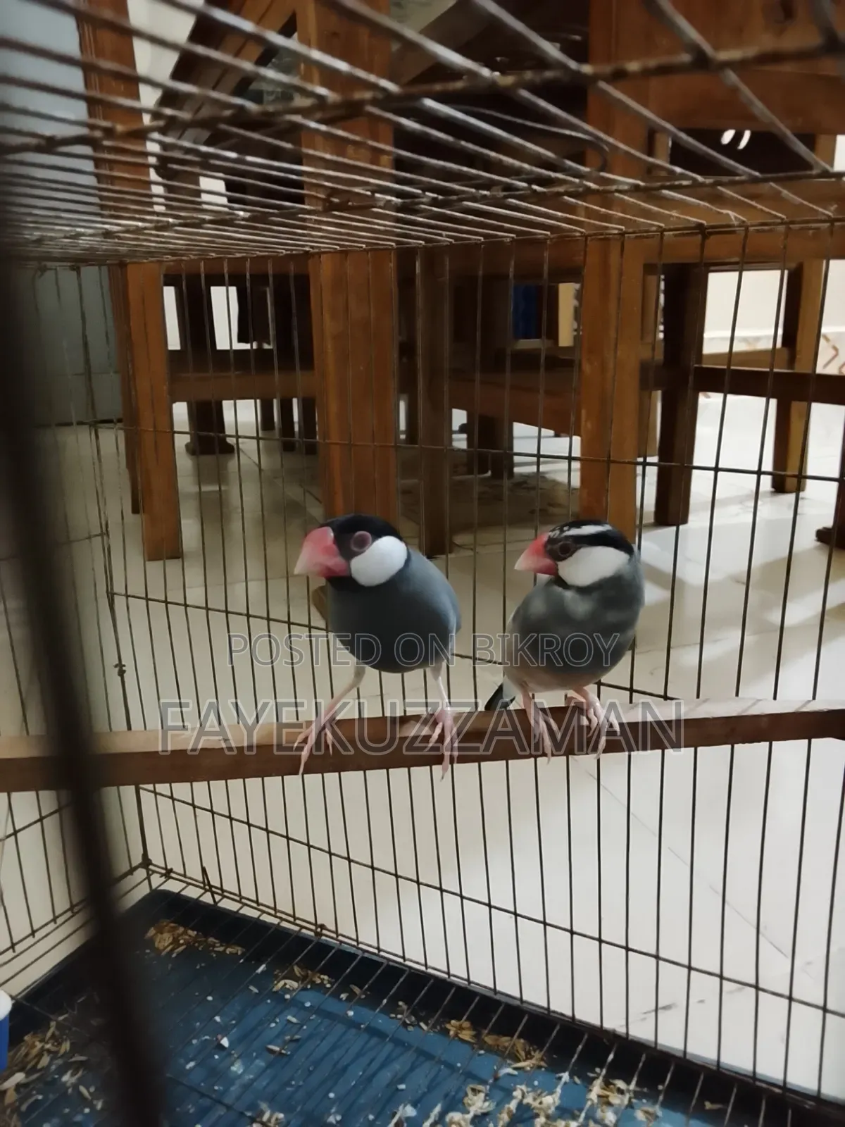 Two Pairs of Java Finches for Sale