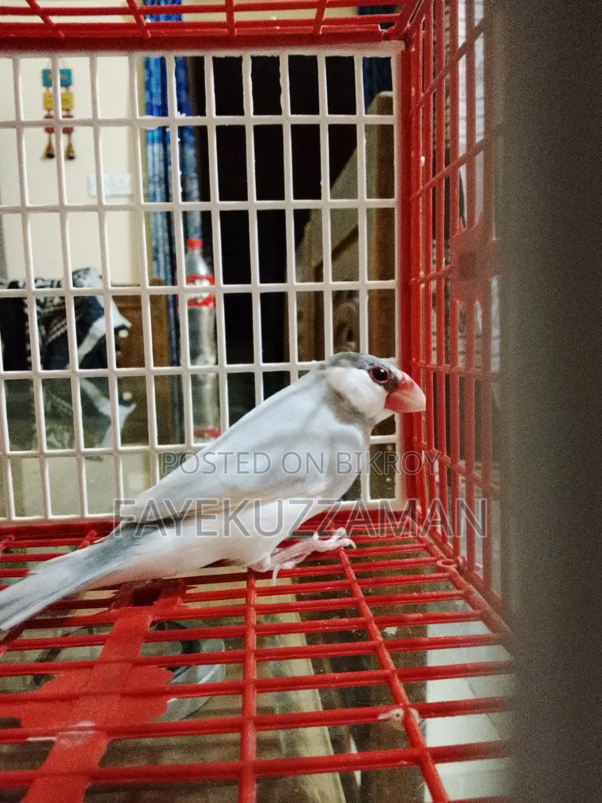 Two Pairs of Java Finches for Sale