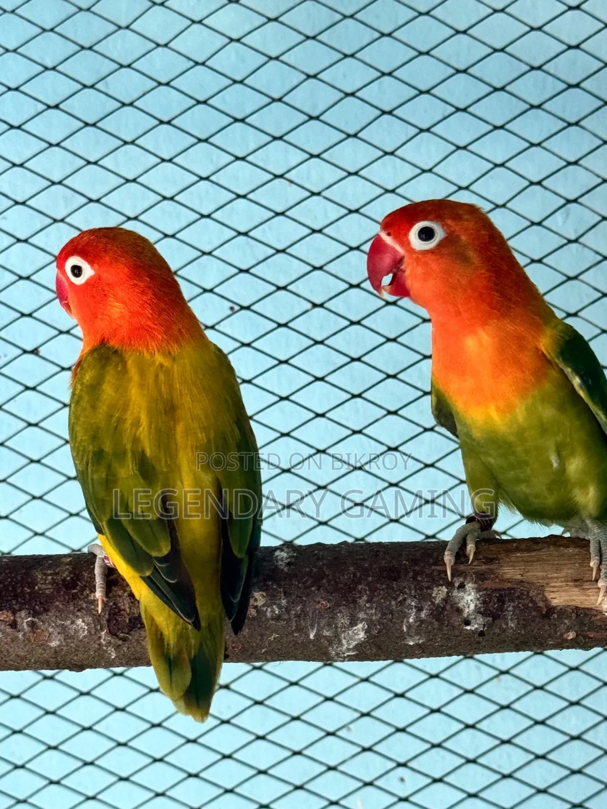 ব্রিডিং পেয়ার লাভ বার্ড