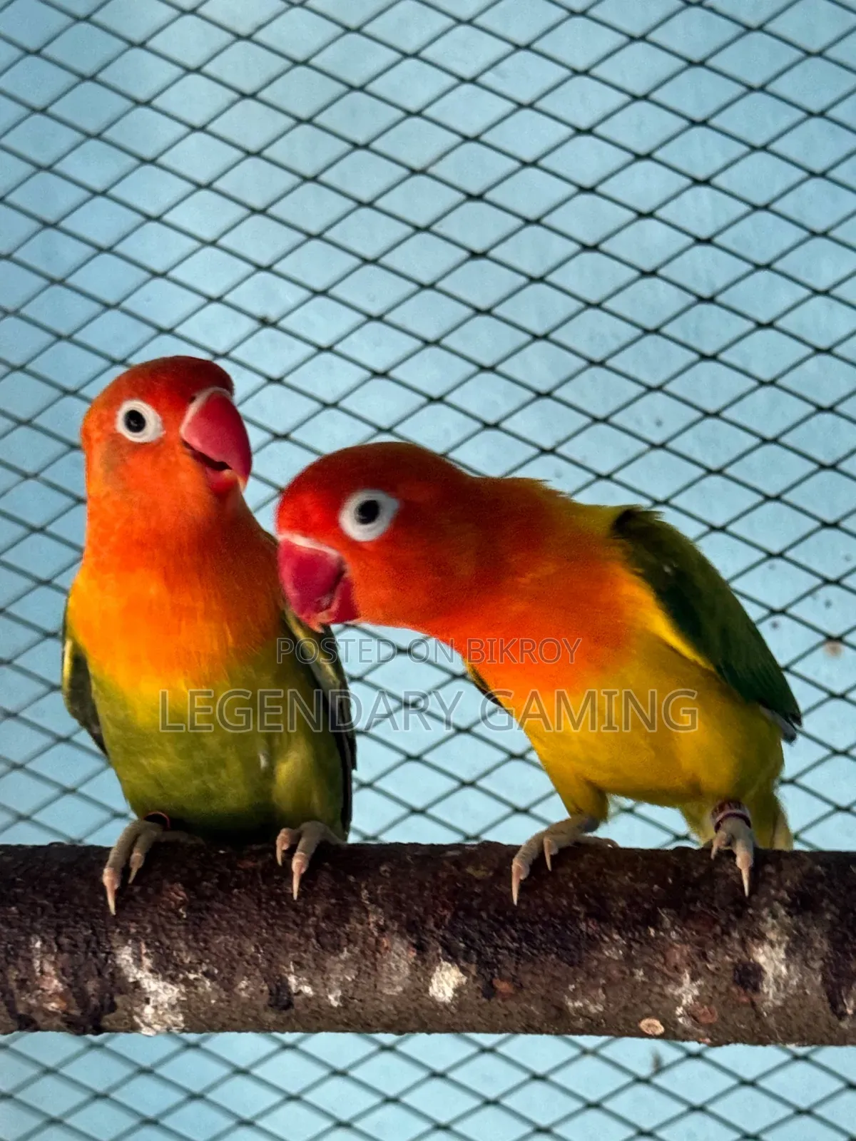 ব্রিডিং পেয়ার লাভ বার্ড