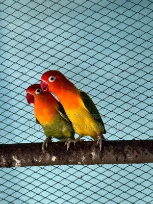 ব্রিডিং পেয়ার লাভ বার্ড